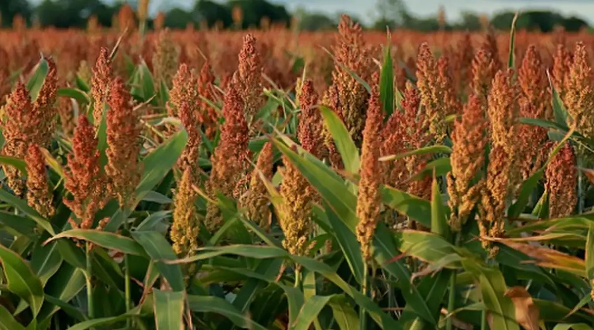 DATO. En el sorgo avanzó la incorporación de tecnología asociada a la resistencia a herbicidas y la tolerancia a plagas.