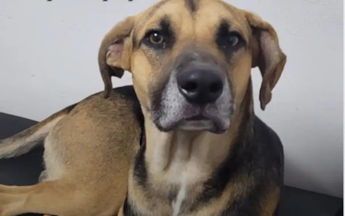 Esperó 25 días a su dueño en la puerta del hospital: la historia de Arturo, el perro que conmovió a Córdoba