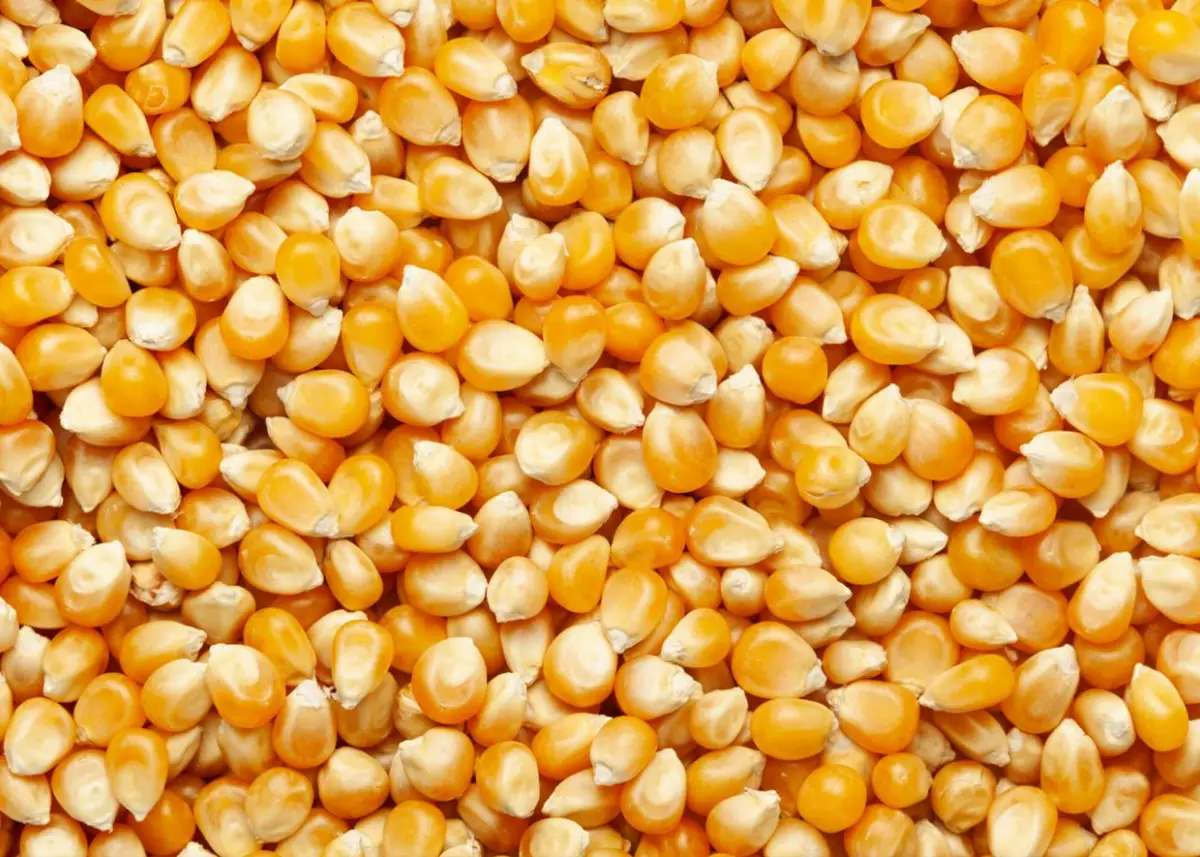 La suba del gasoil eleva los gastos en soja y en maíz