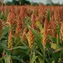 Sorgo: una interesante alternativa entre los sistemas productivos del NOA