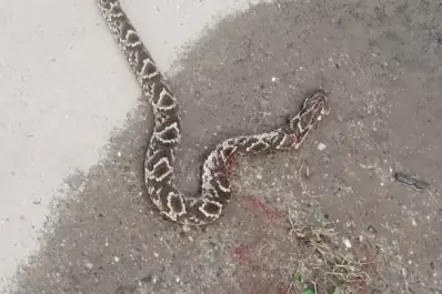 Preocupación en barrio Parque Sur por la aparición de varias serpientes: “La gente está muy asustada”
