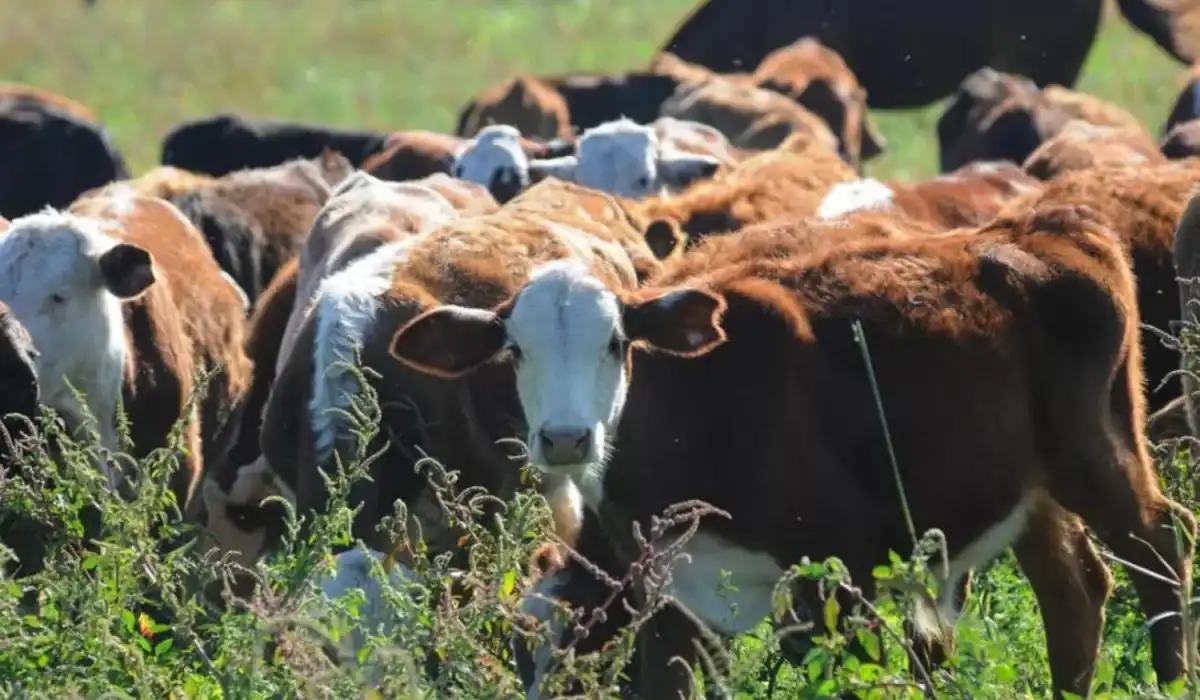 El Senasa facilita gestiones para la ganadería tucumana