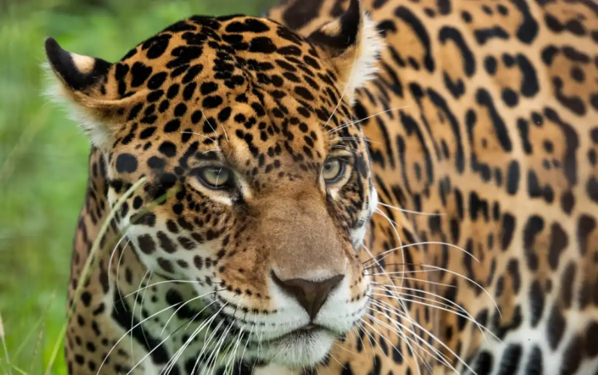 Foto: X @RewildingArg