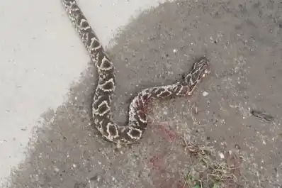 Alerta y mitos en Tucumán: por qué aparecen serpientes y qué hacer para evitar riesgos