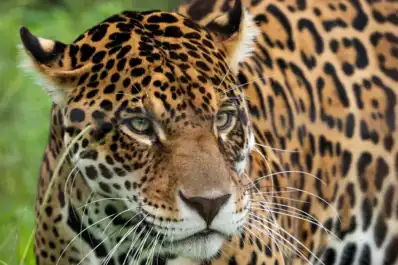 Vuelve el rey: la población de yaguareté en Iberá ya ronda los 50 ejemplares tras décadas de ausencia