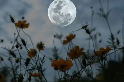 Luna llena de mayo 2026: ¿por qué se llama Luna de Flores?