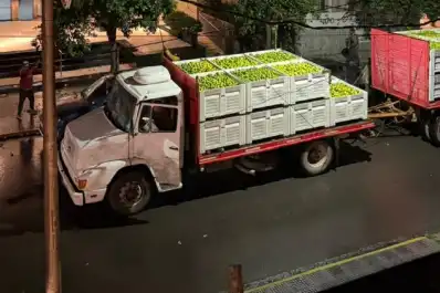 La Municipalidad capitalina defendió la recolección de naranjas y negó daños al arbolado urbano