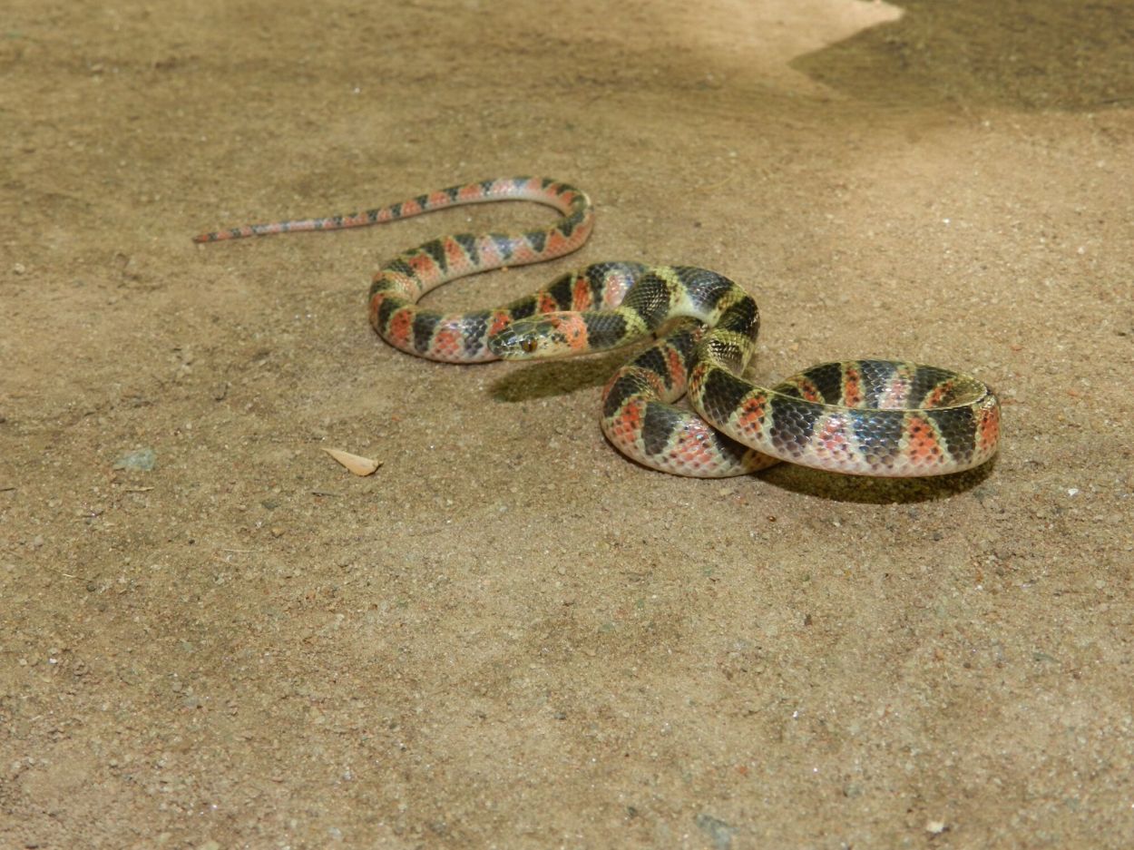 “FALSA CORAL”. Si bien es otra serpiente mansa, suelen matarla porque se parece a la coral.
