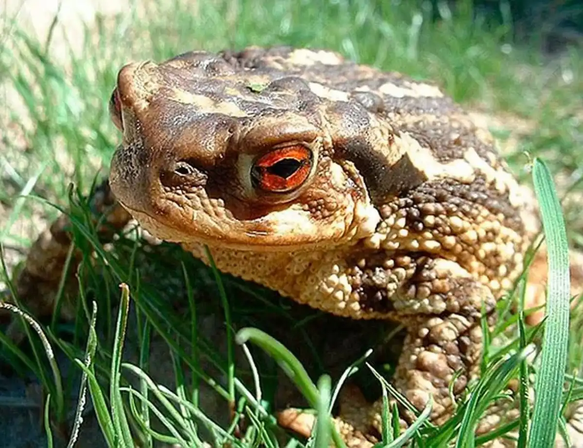SAPO ARGENTINO. Son los más comunes y afectan a todos los perros.