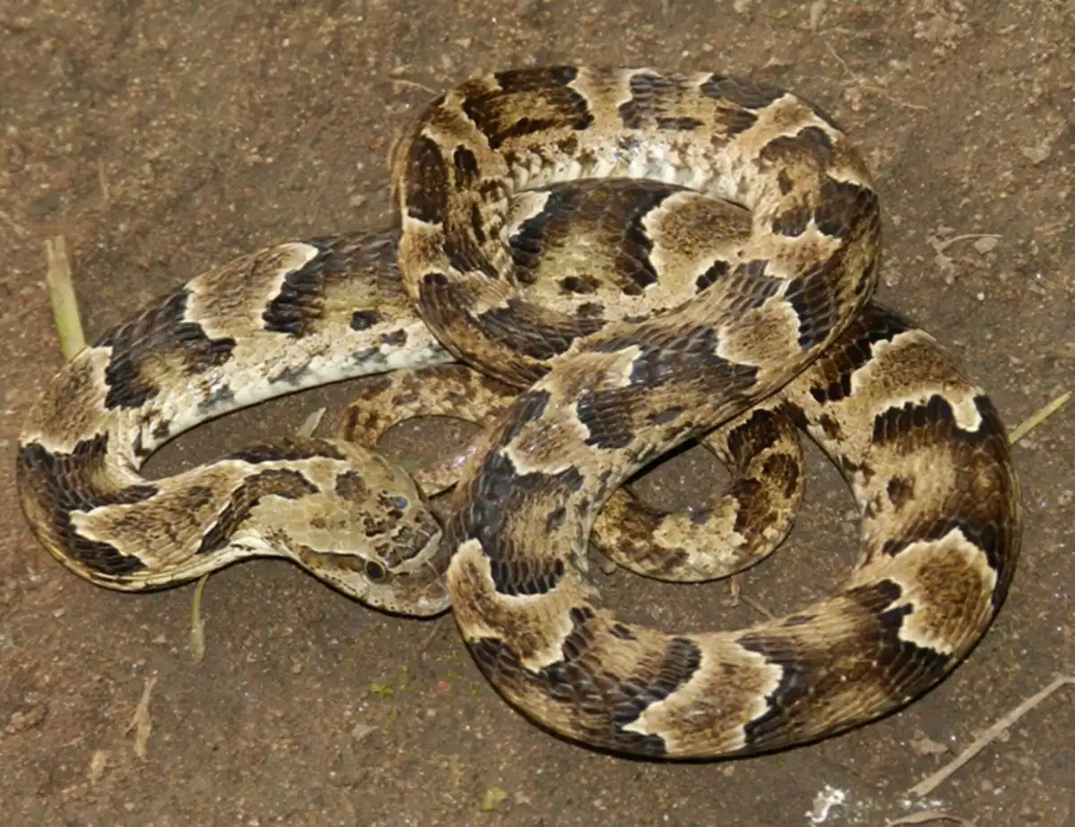 LAS “SAPERAS”. Aunque se trata de víboras mansas, las matan porque se parecen a las yararás.