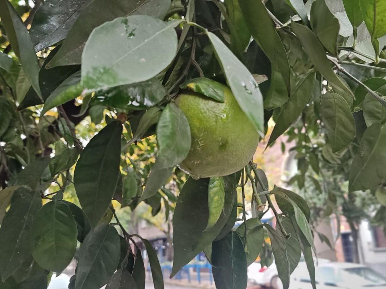 La recolección de naranjas que sorprendió a los tucumanos: quejas de vecinos y la defensa de la Municipalidad capitalina