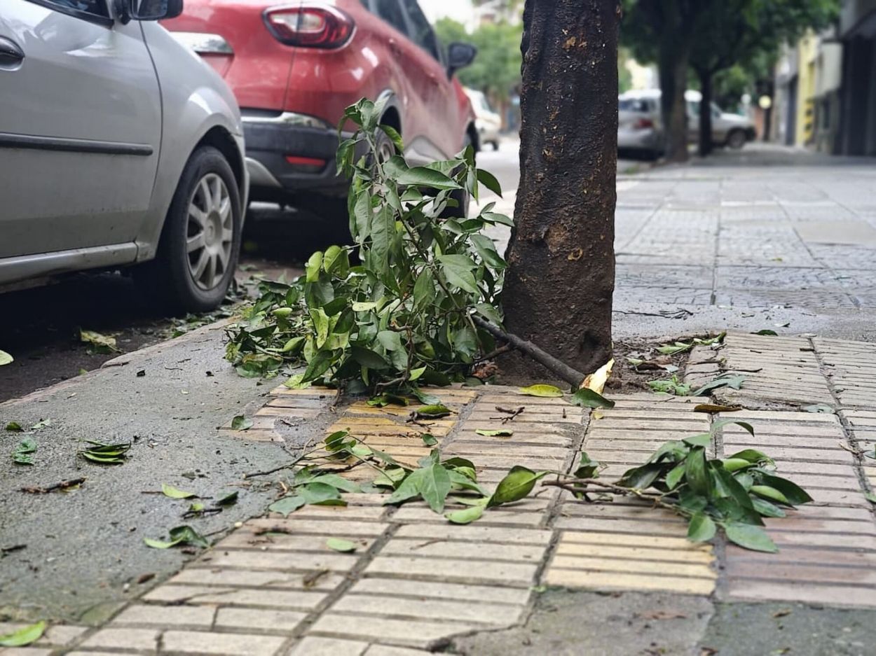 La recolección de naranjas que sorprendió a los tucumanos: quejas de vecinos y la defensa de la Municipalidad capitalina