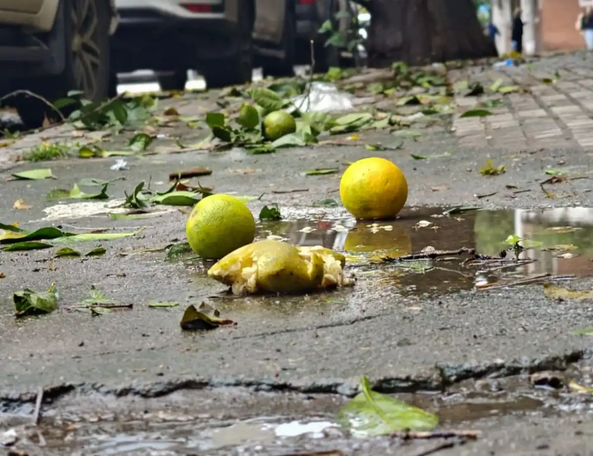La recolección de naranjas que sorprendió a los tucumanos: quejas de vecinos y la defensa de la Municipalidad capitalina