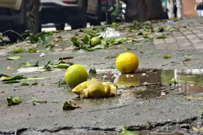 La recolección de naranjas que sorprendió a los tucumanos: quejas de vecinos y la defensa de la Municipalidad capitalina