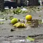 La recolección de naranjas que sorprendió a los tucumanos: quejas de vecinos y la defensa de la Municipalidad capitalina