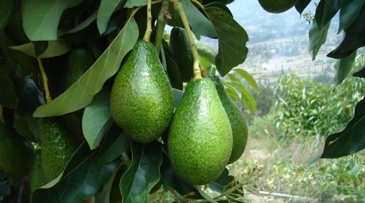 El INTA Famaillá realizará el lunes jornada sobre la palta