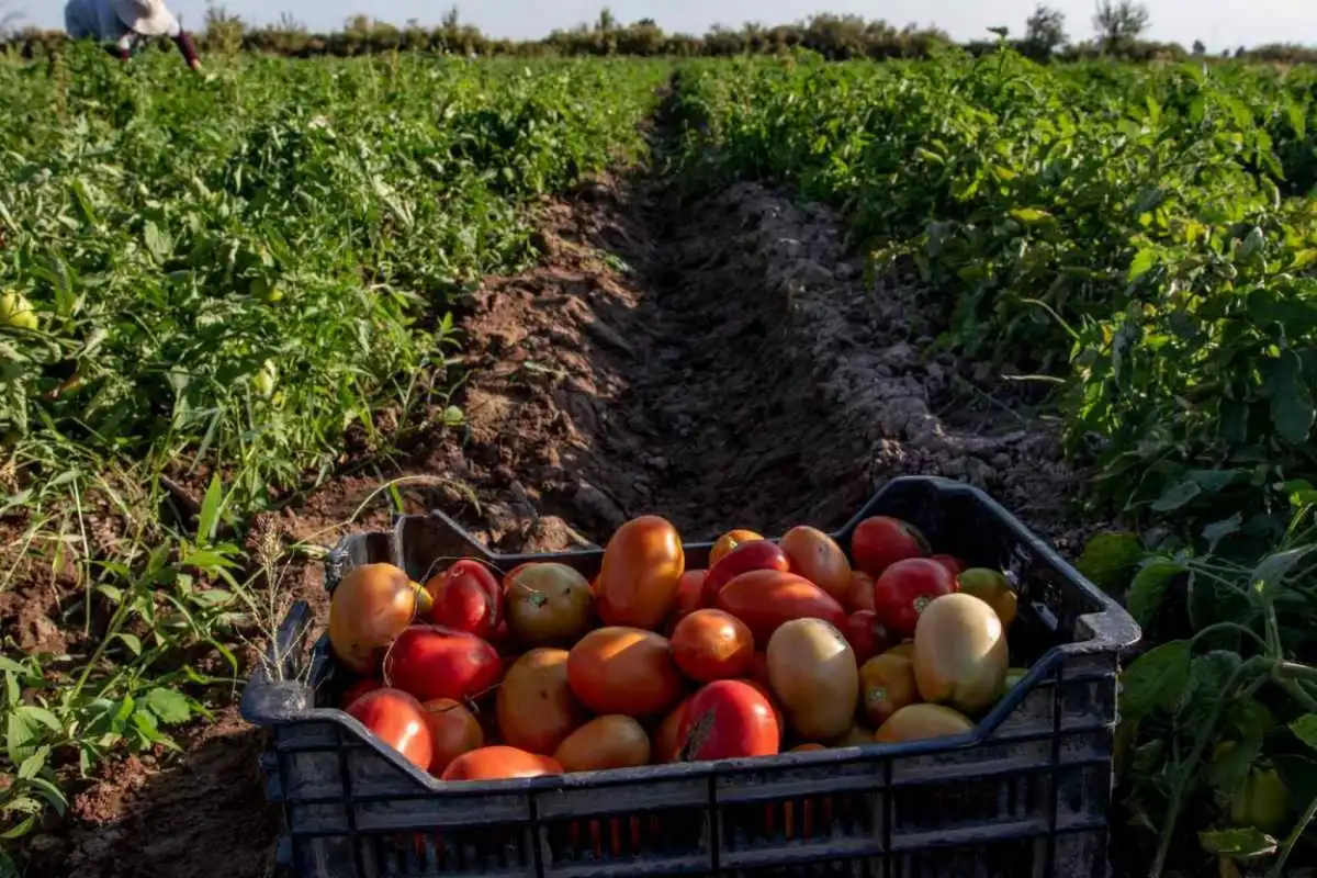 El desafío de la producción a gran escala