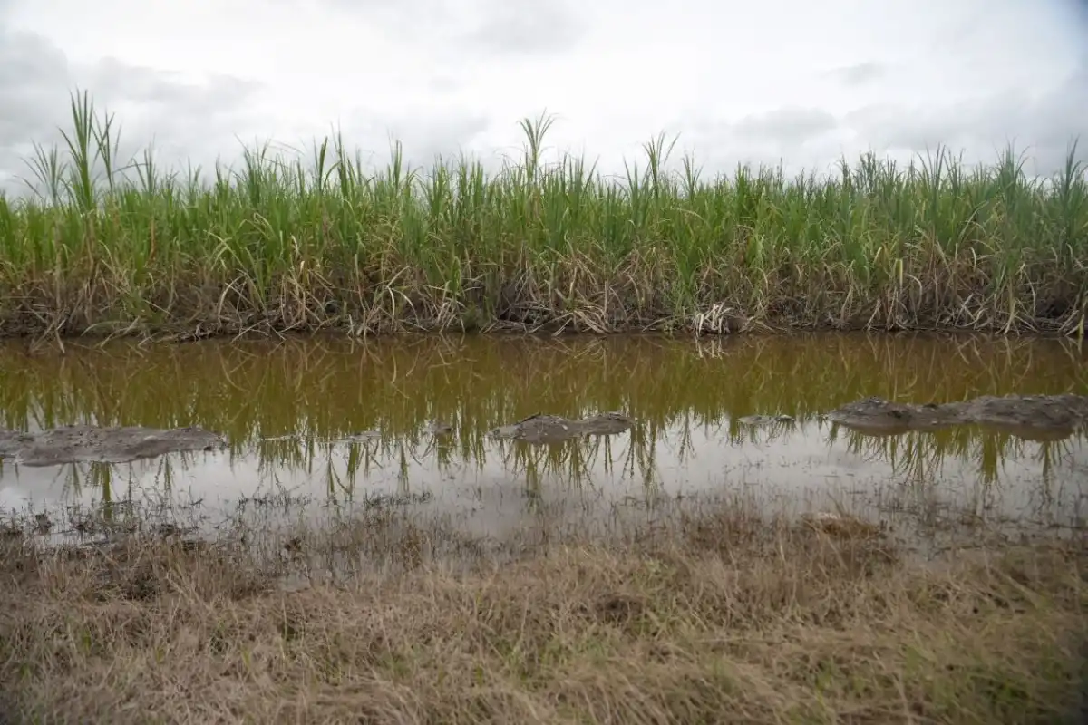 ETAPA. Los cañaverales se encuentran aún en una fase activa de maduración.