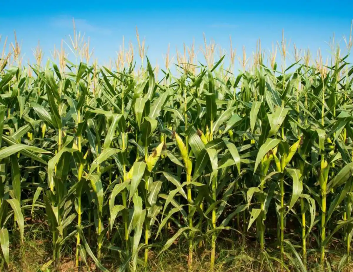 Expertos de la Eeaoc mostraron resultados de ensayos de soja y maíz