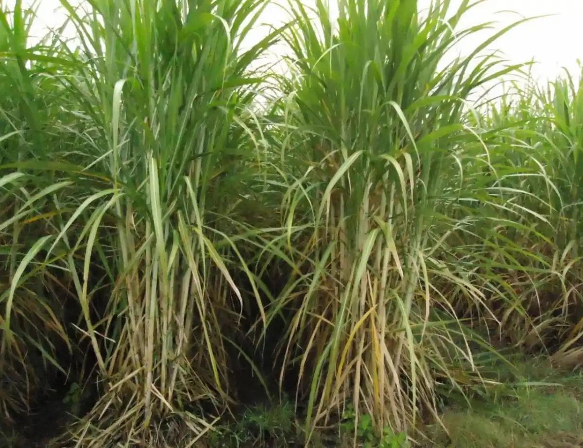 DATO. Evaluaron cañaverales de diferentes niveles productivos y en edades de cañas socas de variedades comerciales.