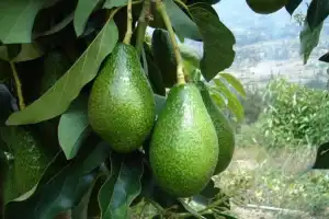 El INTA Famaillá realizará el lunes jornada sobre la palta
