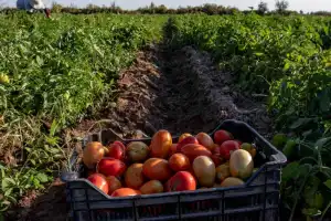 El desafío de la producción a gran escala