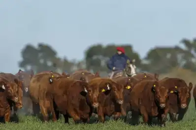El Senasa concede algunos beneficios  al sector ganadero