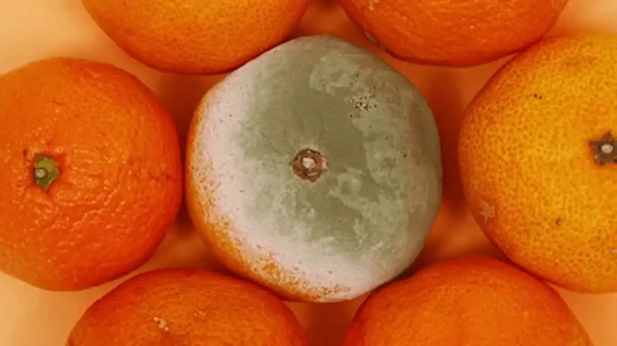 Si encontrás una mandarina con moho en tu casa no la tires, tenés un tesoro de limpieza