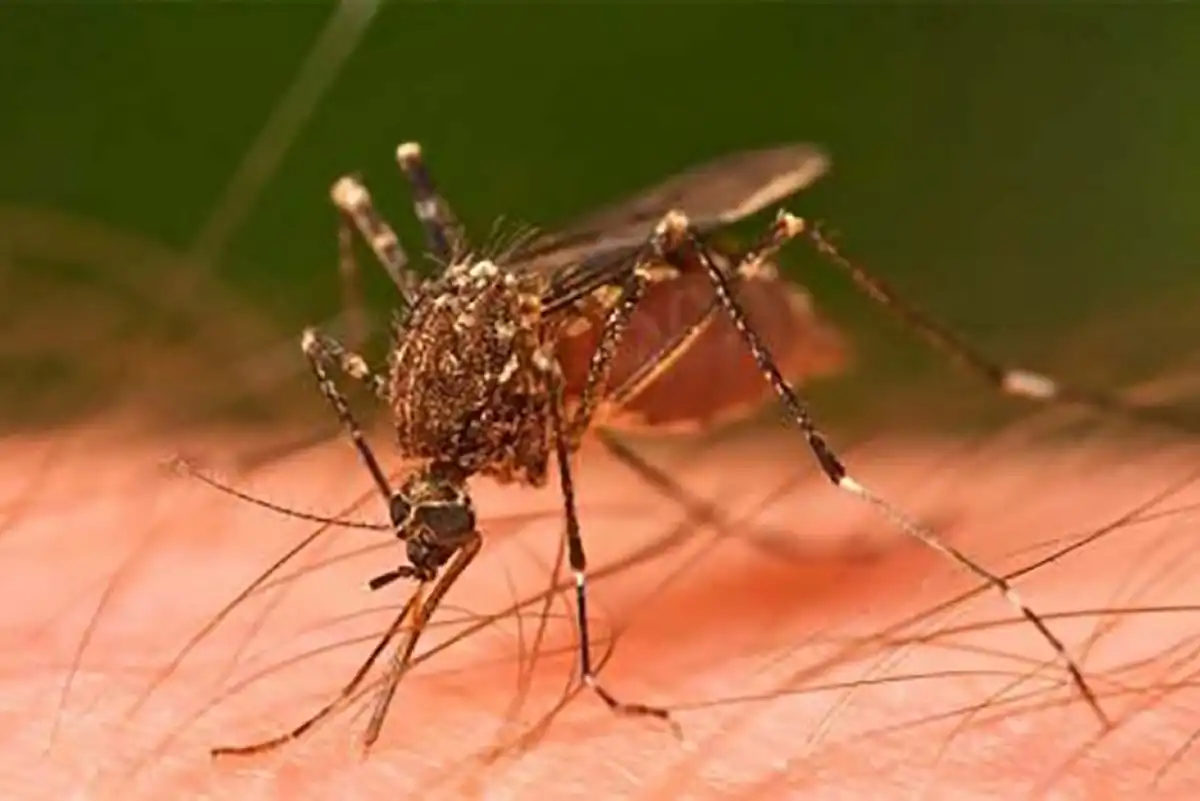Una primera desaparición del mosquito en edad adulta no debe considerarse un fin de su ciclo de vida.