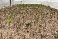 El café tucumano, cada vez más cerca de ser el primero de origen argentino