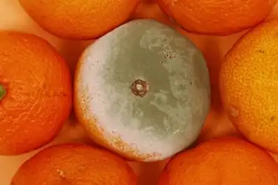 Si encontrás una mandarina con moho en tu casa no la tires, tenés un tesoro de limpieza
