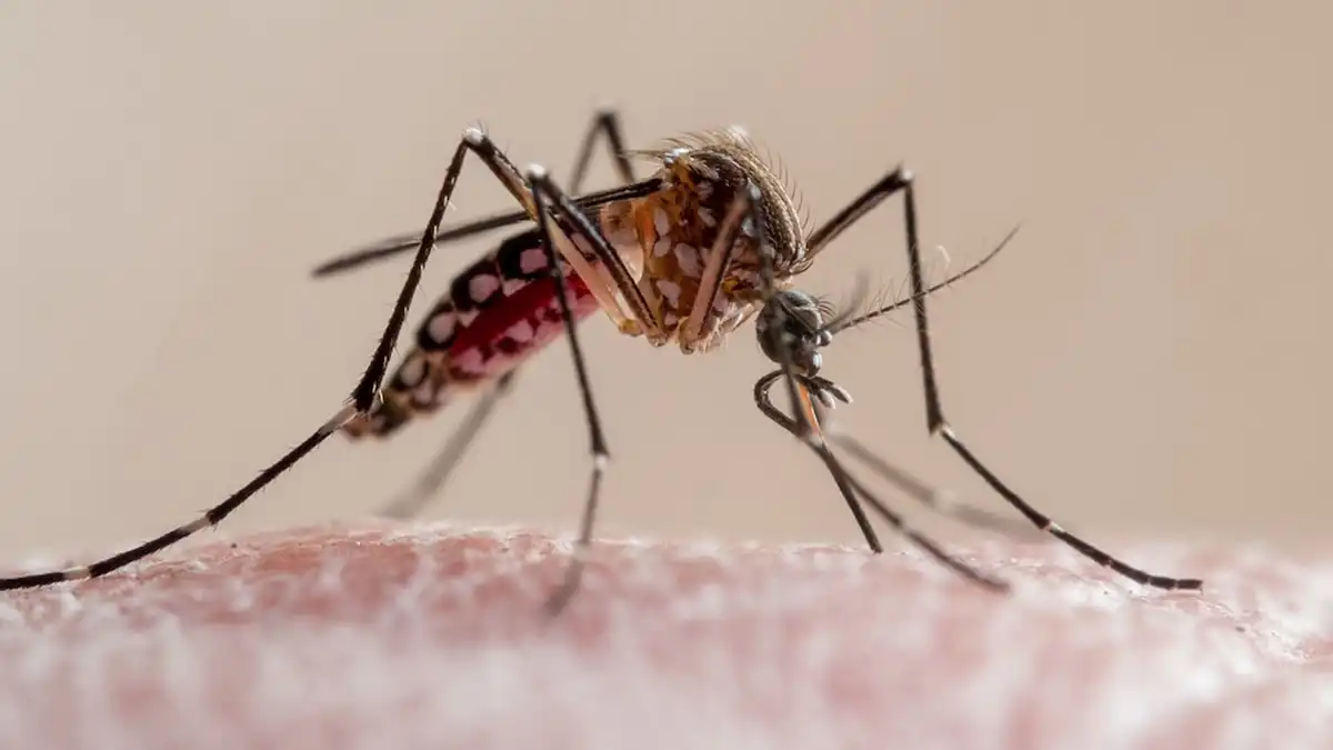 VECTOR. El Aedes aegypti no recorre grandes distancias, pero encuentra en cada hogar el escenario ideal para transmitir el virus.