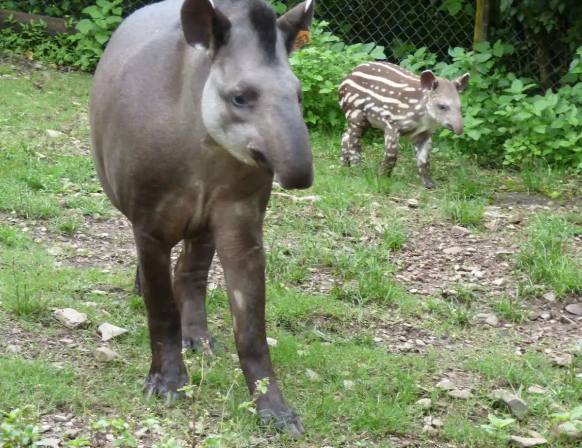 CLAVE. El animal tiene un rol fundamental en las yungas, por lo que trabajan en estrategias para su protección.