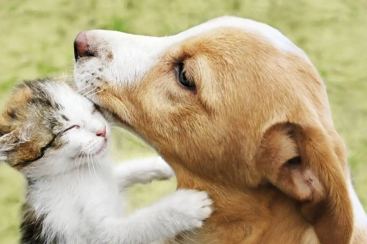 Día del Animal: por qué se celebra cada 29 de abril en Argentina