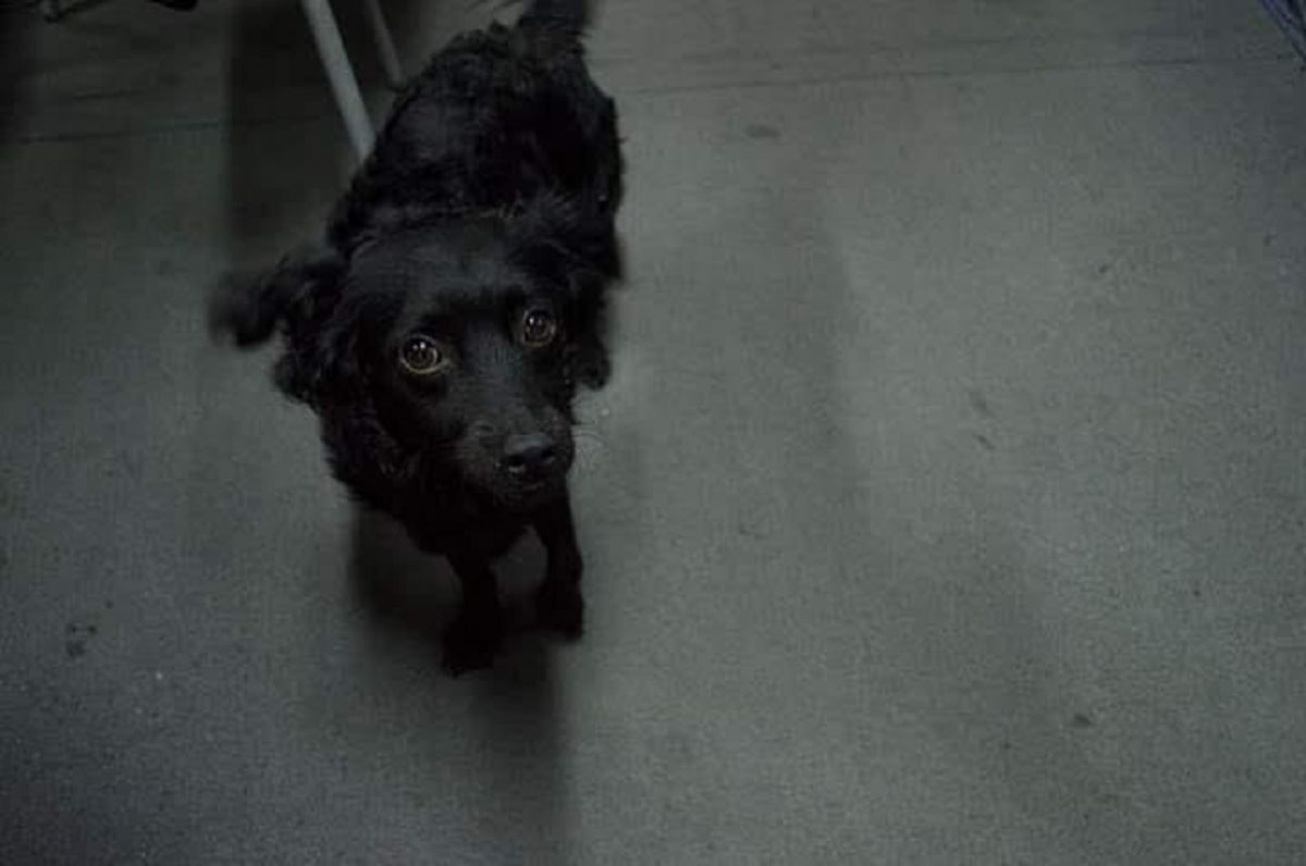 En el Día del Animal, acciones como estas se agradecen y demuestran que el amor por los compañeros animales mueve montañas. 