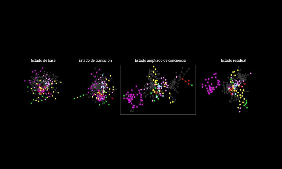 ESTUDIOS DE SU CEREBRO. Los resultados no coinciden con lo que se conoce sobre psicodélicos. / CONICET