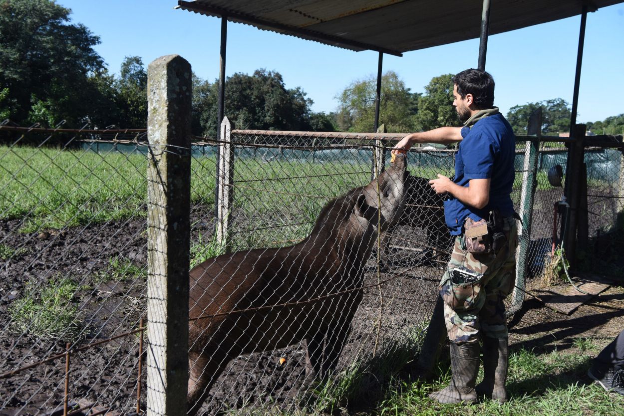 ALIMENTO. Con su trompa móvil y flexible come hojas, frutas y ramas.