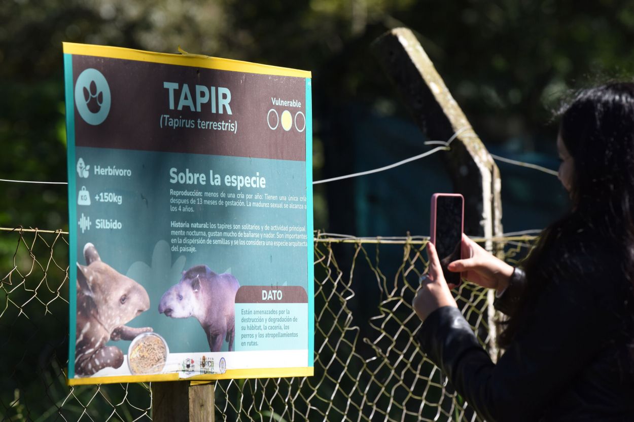 EN CARTEL. Es de hábitos mayormente nocturnos y es un gran nadador.