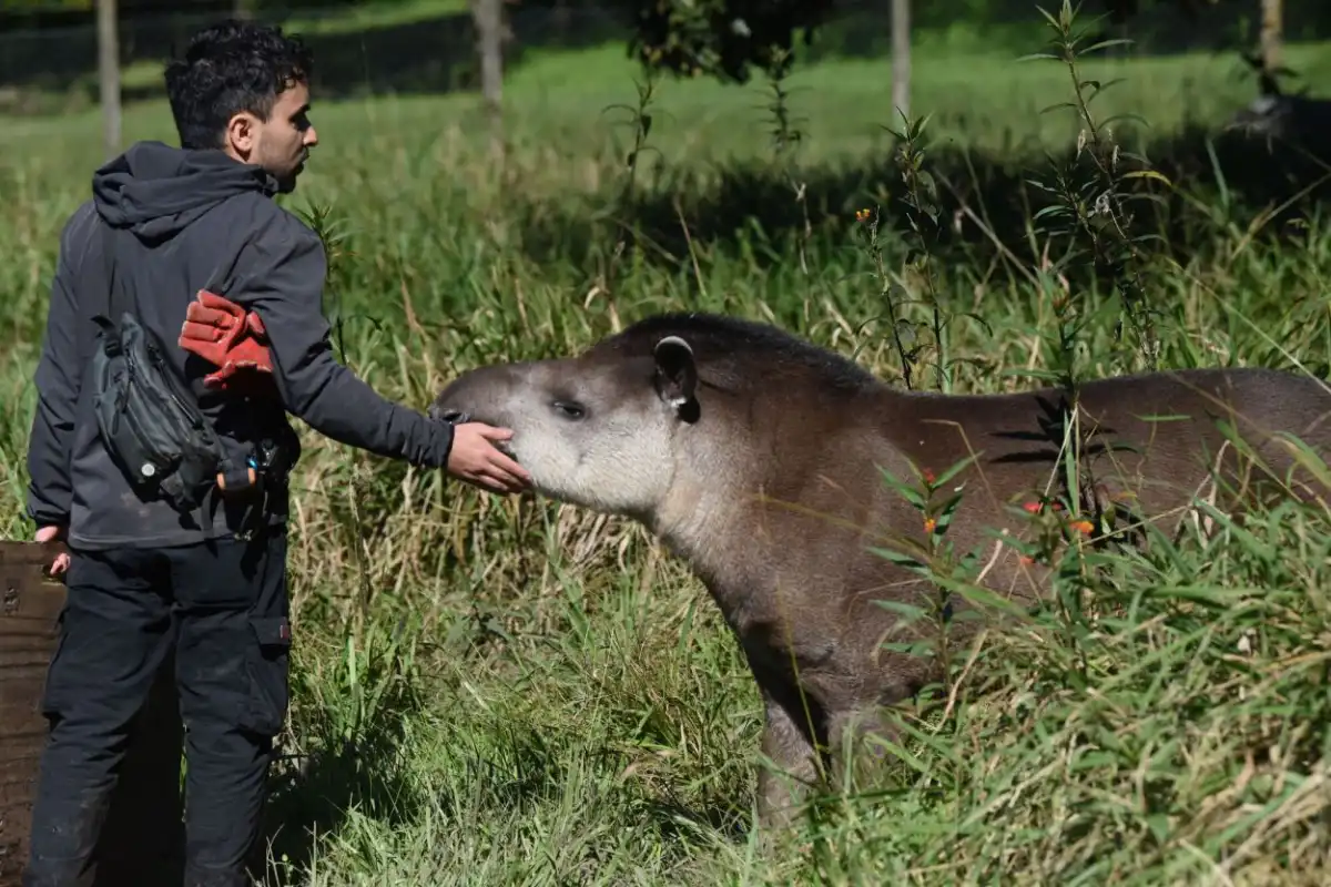 ESFUERZOS POR CUIDARLO. Su preservación es clave para el equilibrio del ecosistema de la yunga tucumana.