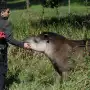 En la Legislatura se realizó una jornada sobre fauna nativa, con el tapir como protagonista