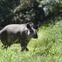 El gigante silencioso de la yunga: por qué al tapir, que es clave para Tucumán, buscan devolverlo al cerro