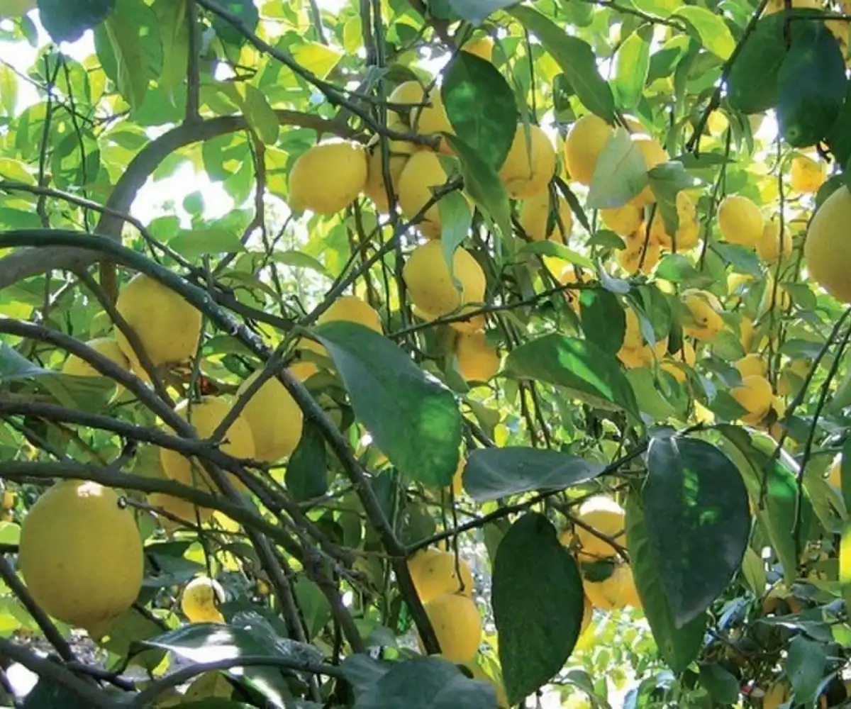 INFORMACIÓN PARA VIVEROS. El diagnóstico se realiza mediante la técnica biológica de indexado por injerto sobre plantas indicadoras de naranjo dulce, bajo condiciones controladas de invernadero.
