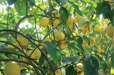Citrus: abren un servicio de diagnóstico clave para plantas candidatas a madre semillera