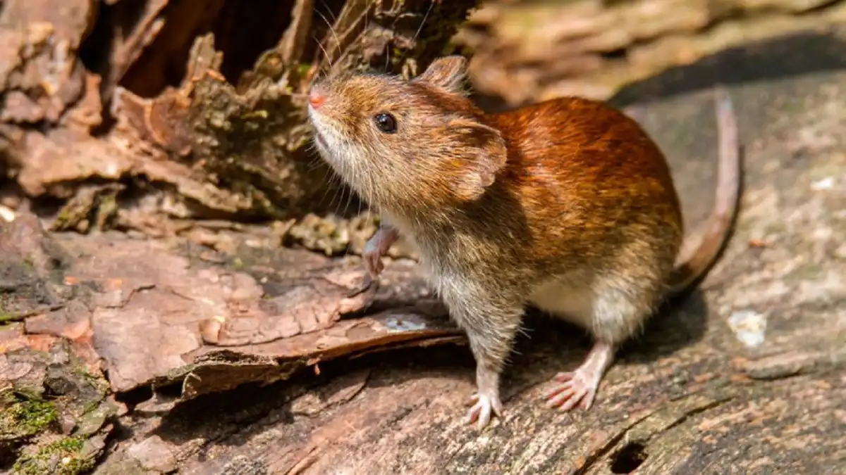 El hantavirus es una enfermedad aguda grave causada por el virus Hanta que ataca los pulmones del ser humano.