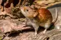 Cómo prevenir el hantavirus en Tucumán: advierten sobre riesgos en casas cerradas y zonas de veraneo
