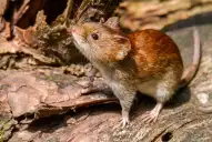 Cómo prevenir el hantavirus en Tucumán: advierten sobre riesgos en casas cerradas y zonas de veraneo