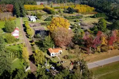 Un millón de árboles y solo 250 habitantes: el asombroso pueblo argentino donde la naturaleza es mayoría