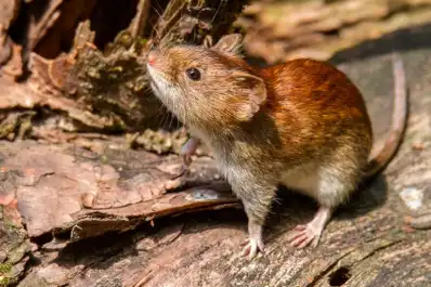 Cómo prevenir el hantavirus en Tucumán: advierten sobre riesgos en casas cerradas y zonas de veraneo