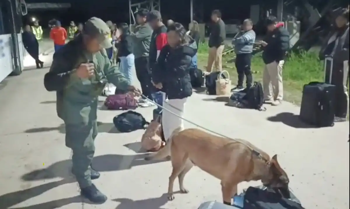 Jujuy: un perro de Gendarmería encontró 10 kilos de cocaína ocultos en mochilas dentro de un colectivo