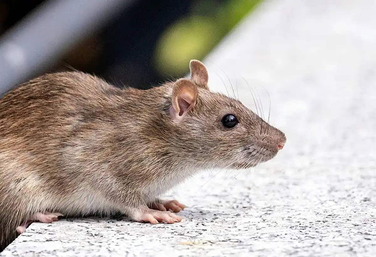 Todo lo que necesitás saber sobre el hantavirus: una guía de la OMS